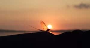 Mayfly sunset, Lough Sheelin, Ireland.