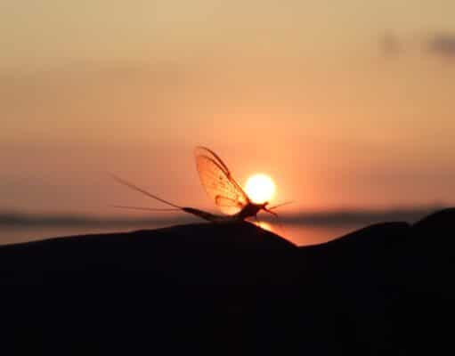 Mayfly sunset, Lough Sheelin, Ireland.
