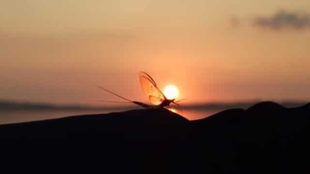 Mayfly sunset, Lough Sheelin, Ireland.