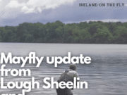 Ireland on the Fly: Mayfly update from Lough Sheelin and Lough Arrow ireland on the fly
