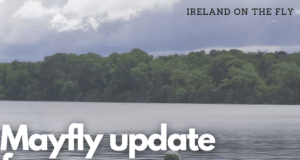 Ireland on the Fly: Mayfly update from Lough Sheelin and Lough Arrow ireland on the fly