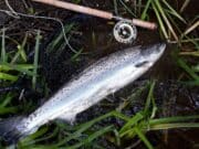 Reports of grilse on Blackwater, springers also caught salmon