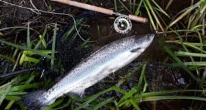 salmon