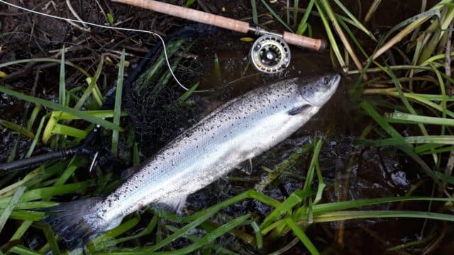 salmon