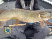Super pike on fly for Angling Services Ireland