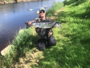 Steady catches on the Moy, with a handful of double figure salmon landed