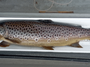 Trout taking fly well on Loughs Conn & Cullin