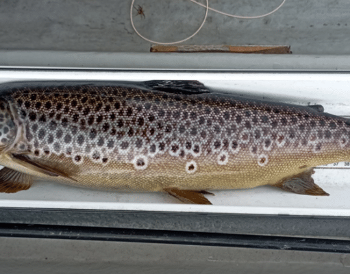Trout taking fly well on Loughs Conn & Cullin