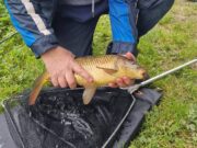Lucky last cast by Liz bags Boylan clan a carp at Oaklands