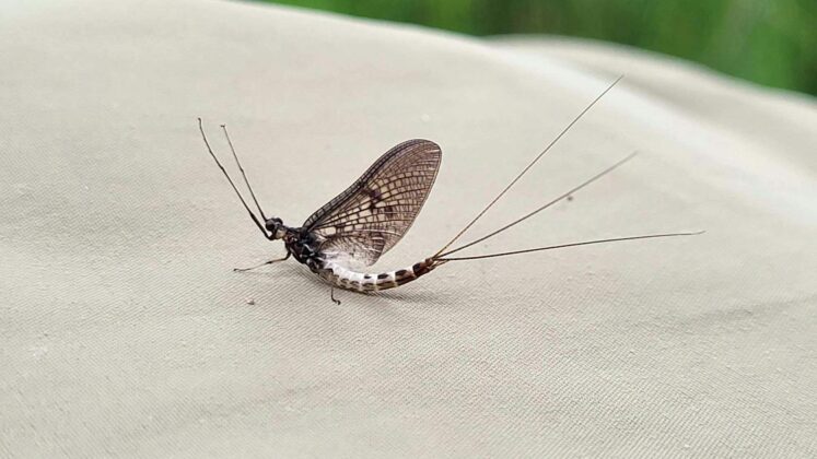 gnat