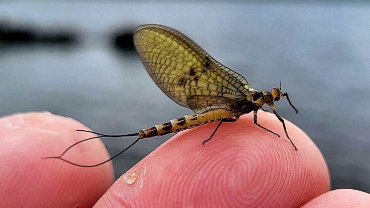 greenfly