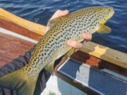 A Week of Buzzers on Lough Corrib Corrib trout on buzzers