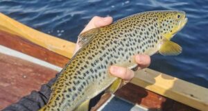 Corrib trout on buzzers