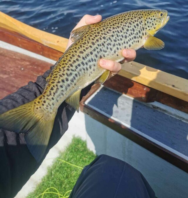 Corrib trout on buzzers