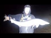 Anction packed angling for Tope, Smoothound and Rays