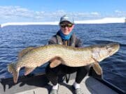 PB pike to 115cm and perch on dropshot pike
