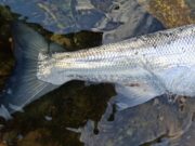 Sport improves in Galway with grilse arriving in numbers