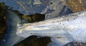 Sport improves in Galway with grilse arriving in numbers