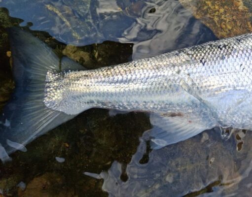 Sport improves in Galway with grilse arriving in numbers
