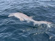 Big Fish Week on the Clare Dragoon
