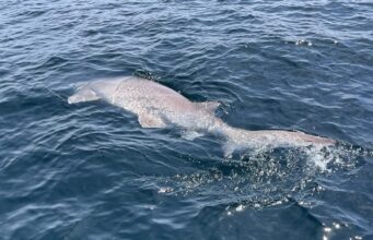 Big Fish Week on the Clare Dragoon