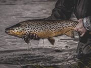 Irish Angling Update 21 June 2024 Big brown ready for release