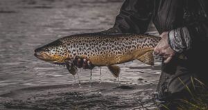 Keith McDonnell makes an Impact on big river browns Big brown ready for release