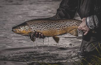 Big brown ready for release