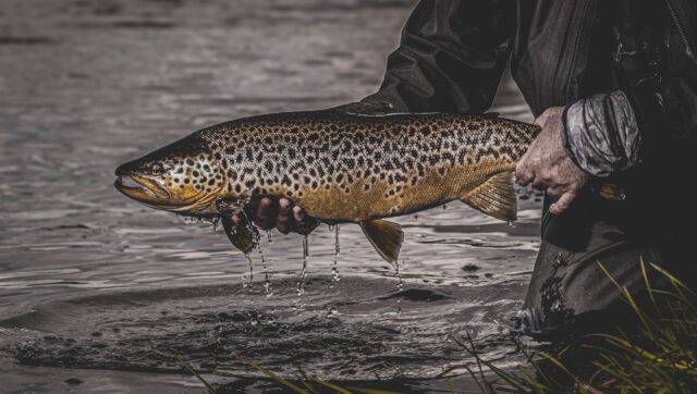 Big brown ready for release