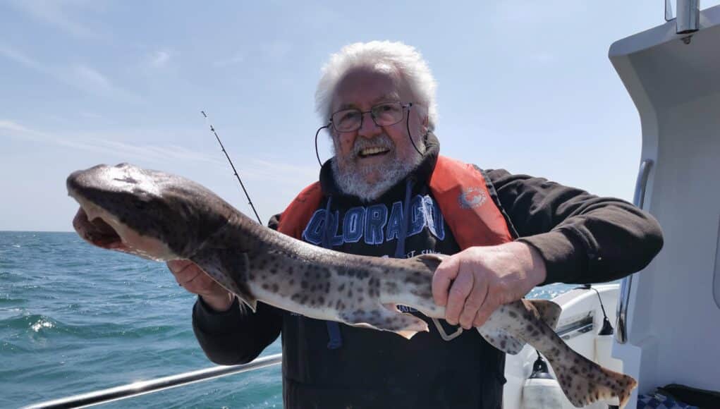 Bullhuss for our visiting dutch angler