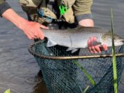 Irish Angling Update π£ 07 June 2024 sea trout