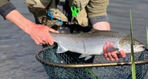 sea trout