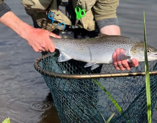 sea trout