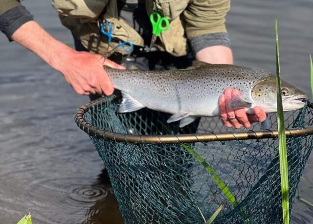 sea trout
