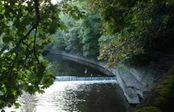 Dodder