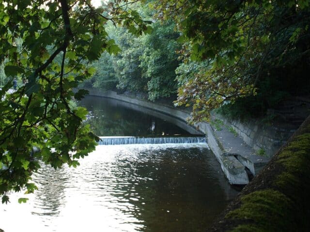 Dodder