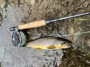 The River Whispers – Fortnightly Newsletter from Dan O’Neill