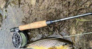 The River Whispers – Fortnightly Newsletter from Dan O’Neill