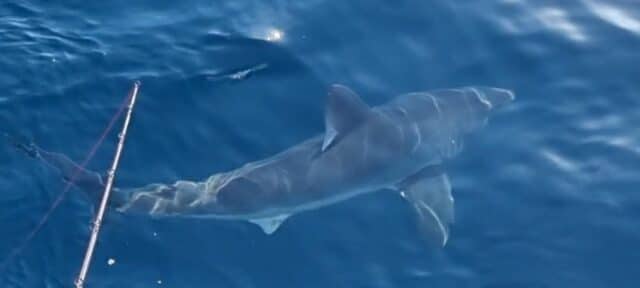 Porbeagle - a really big one!