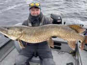 Pike to 105cm and perch to 39.5cm on Derg Senan with a pike