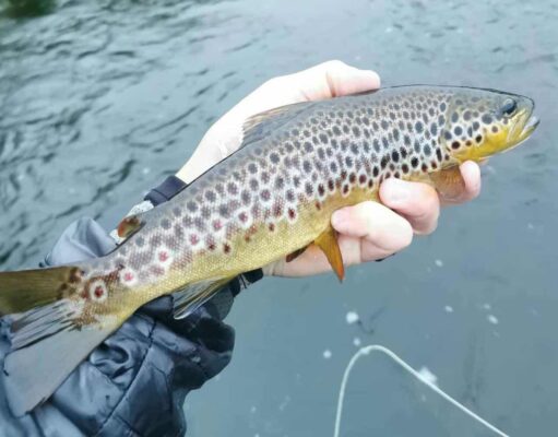Great evening fishing on the Nore – Piscari-Fly Update