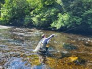 More online permits available from Onthewater.ie