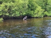Piscari Fly Looks Ahead to Imminent Opening of Trout Season