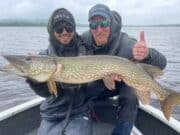 Good pike fishing on fly and lure for guests of Angling Services Ireland