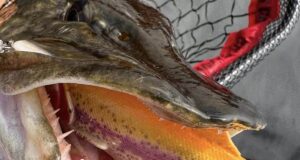 pike close up