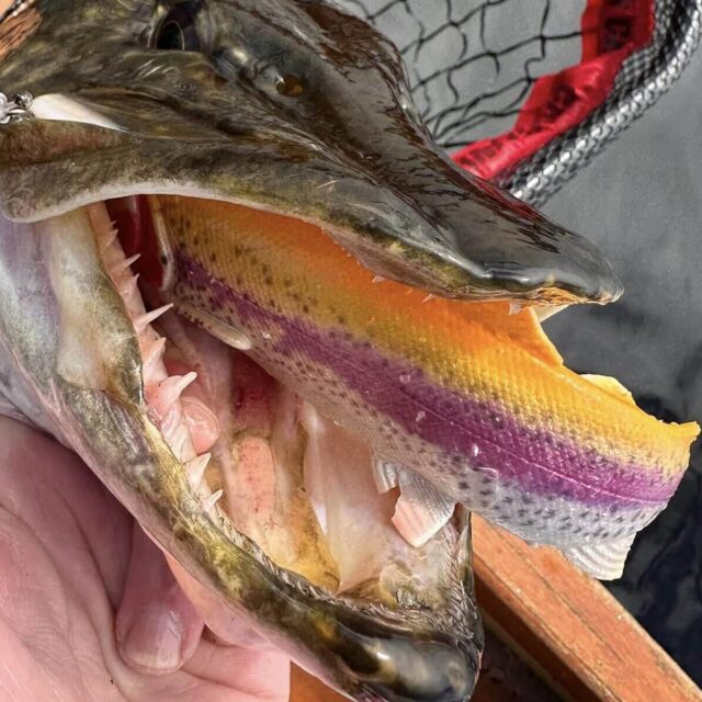 pike close up