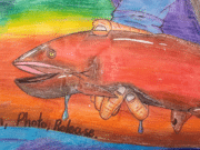 salmon regs