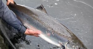 River Suir salmon angling update – the season so far…