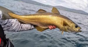 Great saltwater flyfishing in West Cork & decent fishing on the Nore – Piscari-Fly update