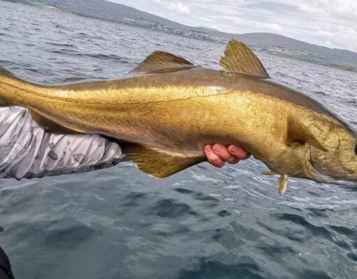 Great saltwater flyfishing in West Cork & decent fishing on the Nore – Piscari-Fly update